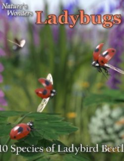 Nature's Wonders Ladybugs