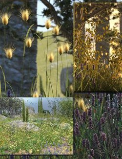 Mediterranean Grasses