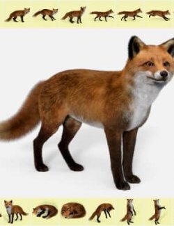 Sixteen Fox Poses