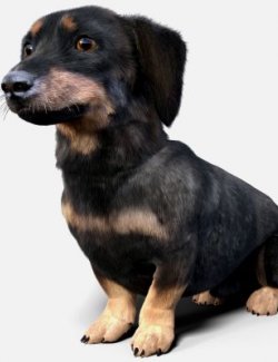 Dachshund Standalone