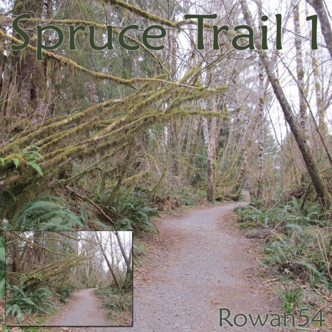 Spruce Trail 1