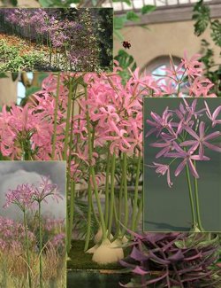 Flowering Nerine Plants