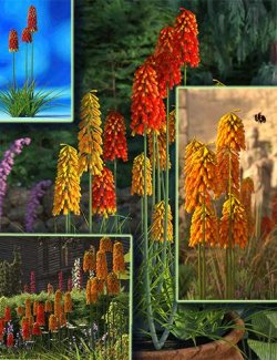 Kniphofia Plants- Red Hot Poker Flowers