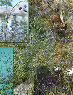 Heathland Wildflowers- Harebells