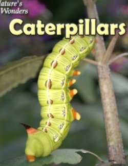 Nature's Wonders Caterpillars