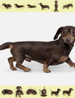 Sixteen Dachshund Poses