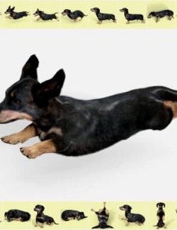 Poses for Dachshund Standalone