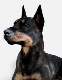 Doberman Standalone