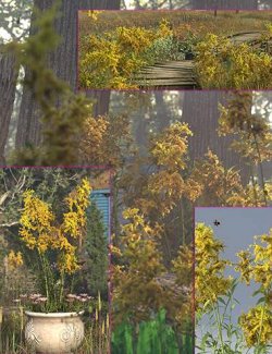 Golden Rod- Prairie Wild Flowers