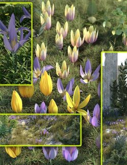 Crocus Plants- Spring Flowers