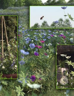 Meadow Flowers - Meadow Cranesbill