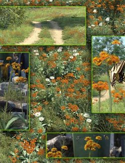 Meadow Flowers - Orange Hawkweed