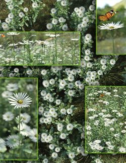 Meadow Flowers- Oxeye Daisy