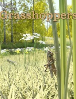 Nature's Wonders Grasshoppers