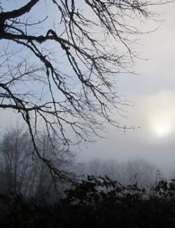 Foggy Road