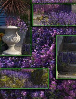 Flowering Aubretia - Cottage Garden Flowers