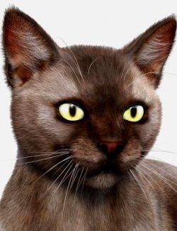 Burmese Cat for DAZ Studio