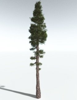 EVERYPlant Coastal Redwood