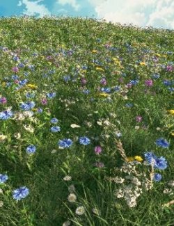 Wildflower Meadows for Vue