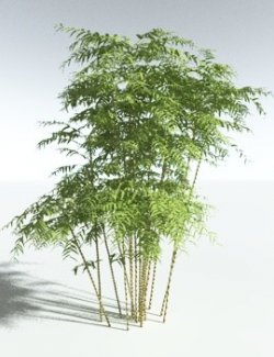 EVERYPlant Common Bamboo