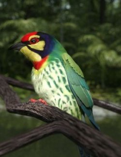 Songbird ReMix Barbets