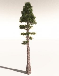 EVERYPlant Coastal Redwood for Daz