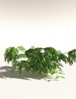 EVERYPlant Bracken for Daz