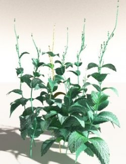 EVERYPlant Dog Mercury for Daz