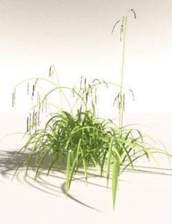 EVERYPlant Pendulous Sedge for Daz