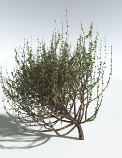 EVERYPlant Spiny Saltbush for Vue