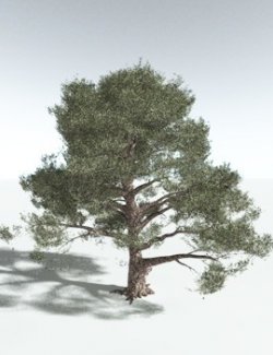 EVERYPlant Single-Leaf Pinyon for Vue