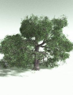 EVERYPlant English Oak for Poser