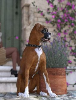 Boxer for Daz Dog 8