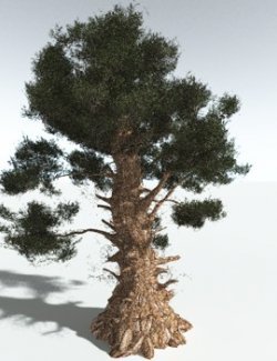 EVERYPlant Great Basin Bristlecone Pine for Vue