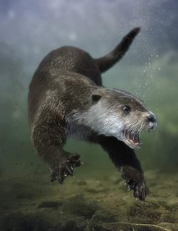 Otter by AM