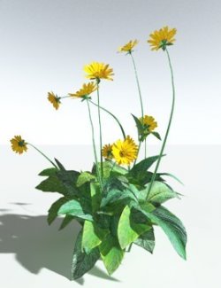 EVERYPlant Arrowleaf Balsamroot for Vue