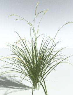 EVERYPlant Basin Wild Rye for Vue