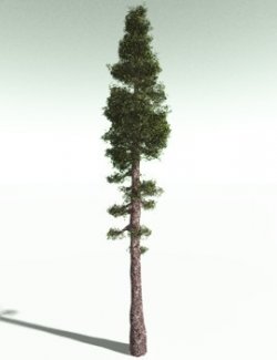 EVERYPlant Coastal Redwood for Poser