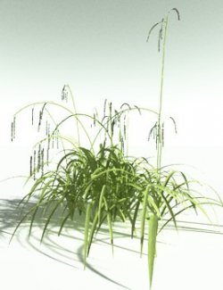 EVERYPlant Pendulous Sedge for Poser