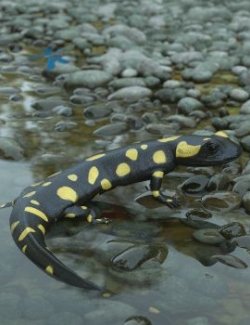 Nature's Wonders Salamanders & Newts