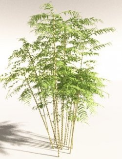 EVERYPlant Common Bamboo for Daz