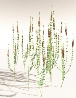 EVERYPlant Sphenophyllum Miravallis for Daz