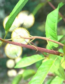 Nature's Wonders Phasmids