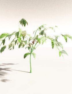 EVERYPlant Lyginopteris Royalii for Daz