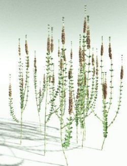 EVERYPlant Sphenophyllum Miravallis for Poser