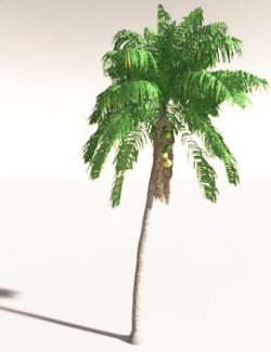 EVERYPlant Coconut Palm for Daz