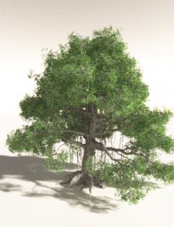 EVERYPlant Indian Rubber Tree for Daz