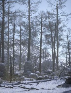 Winter Forest