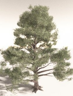 EVERYPlant Single-Leaf Pinyon for Daz