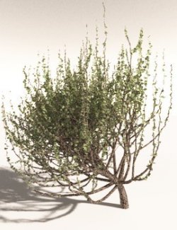 EVERYPlant Spiny Saltbush for Daz